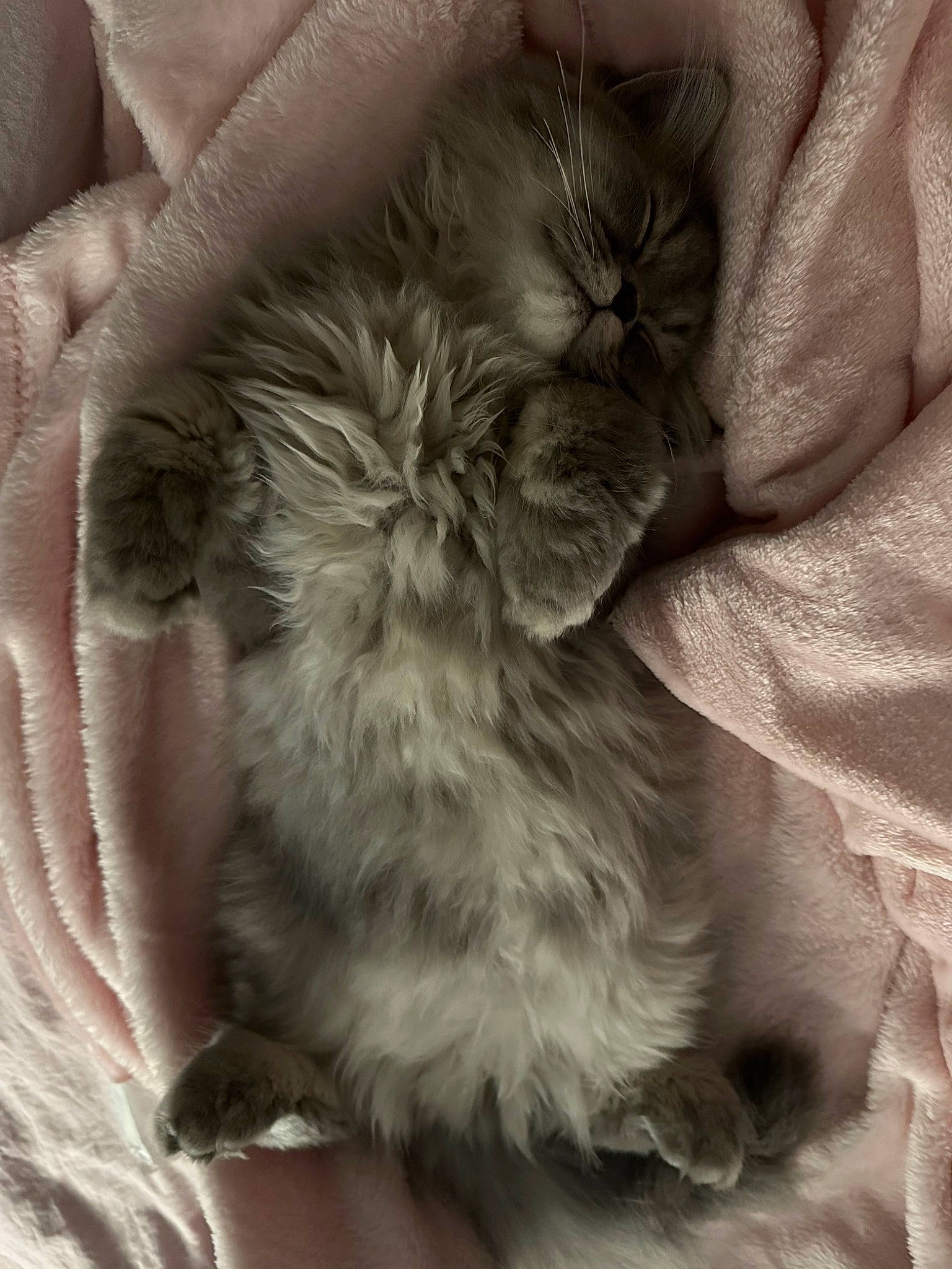 Tayc a rejoint le concours — aidez-le/la à gagner de superbes lots ! british_longhair, carnivore, cat, claw, comfort, companion_dog, dog_breed, domestic_short_haired_cat, fawn, felidae, fur, grey, nap, pattern, paw, sleep, small_to_medium_sized_cats, tail, whiskers, wool