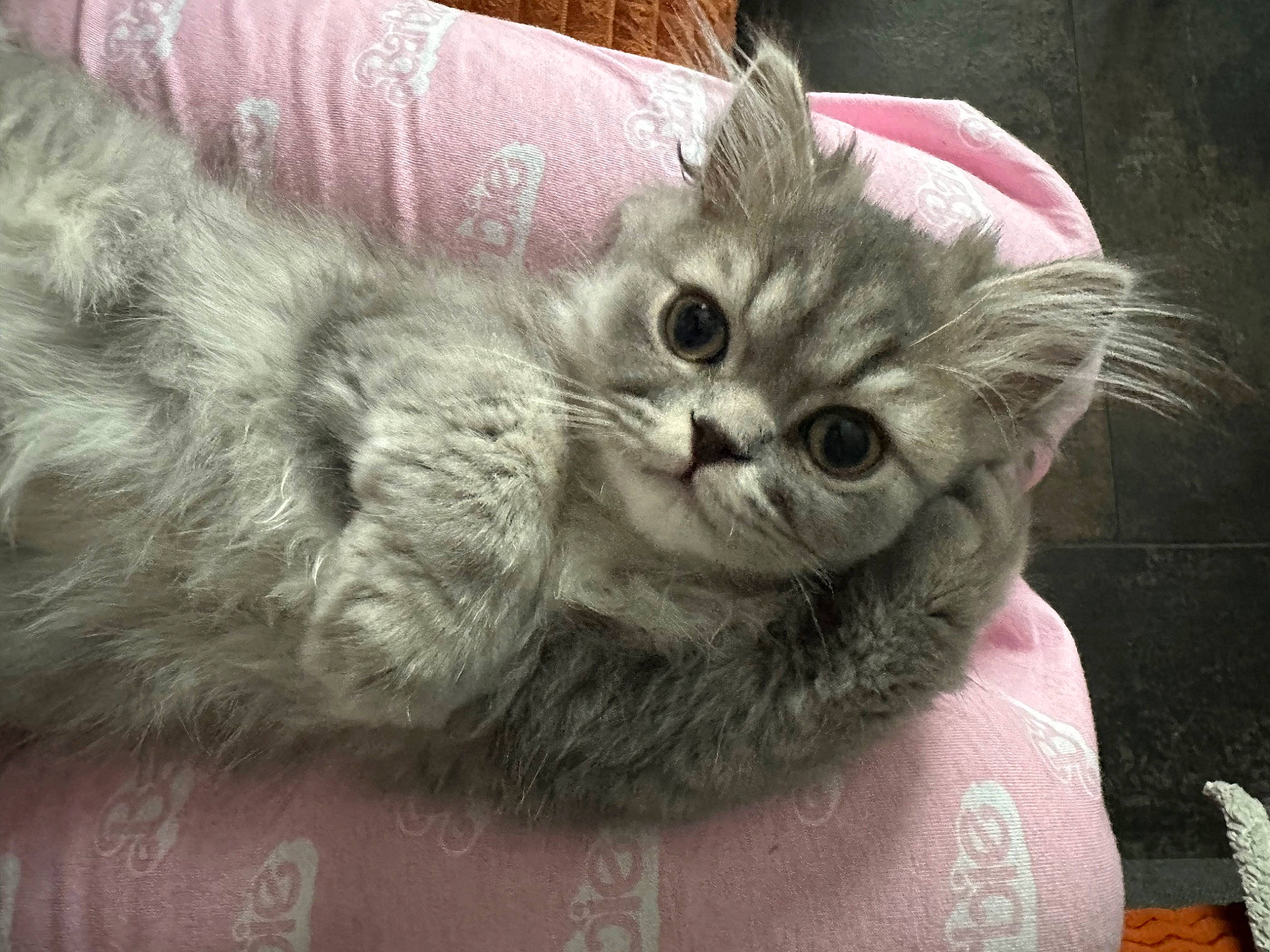 Tayc participe au concours pour gagner de l'argent avec cette photo : carnivore, cat, cat_bed, cat_supply, claw, comfort, domestic_short_haired_cat, fawn, felidae, fur, grey, paw, small_to_medium_sized_cats, snout, tail, whiskers