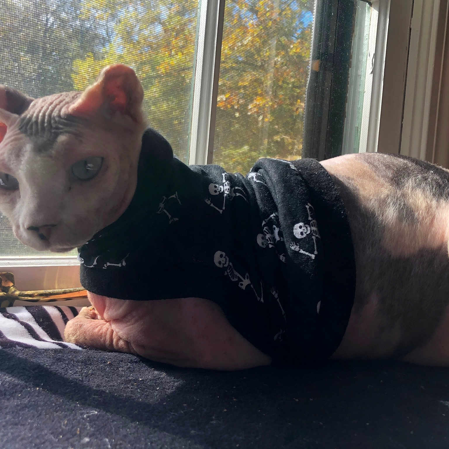 Beebs is registered to the contest to win money with this photo: carnivore, cat, companion_dog, eye, eyewear, fawn, felidae, foot, human_leg, knee, leg, small_to_medium_sized_cats, snout, sportswear, tail, thigh, tree, trunk, whiskers, window