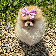 Poppy participe au concours pour gagner de l'argent avec cette photo : adorable, animal, bow, close_up, cute, dog, fluffy, fur, grass, nature, outdoor, pebbles, pet, pink_bow, pomeranian, portrait, puppy, sitting, small_dog, sunlight