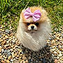adorable, animal, bow, close_up, cute, dog, fluffy, fur, grass, nature, outdoor, pebbles, pet, pink_bow, pomeranian, portrait, puppy, sitting, small_dog, sunlight