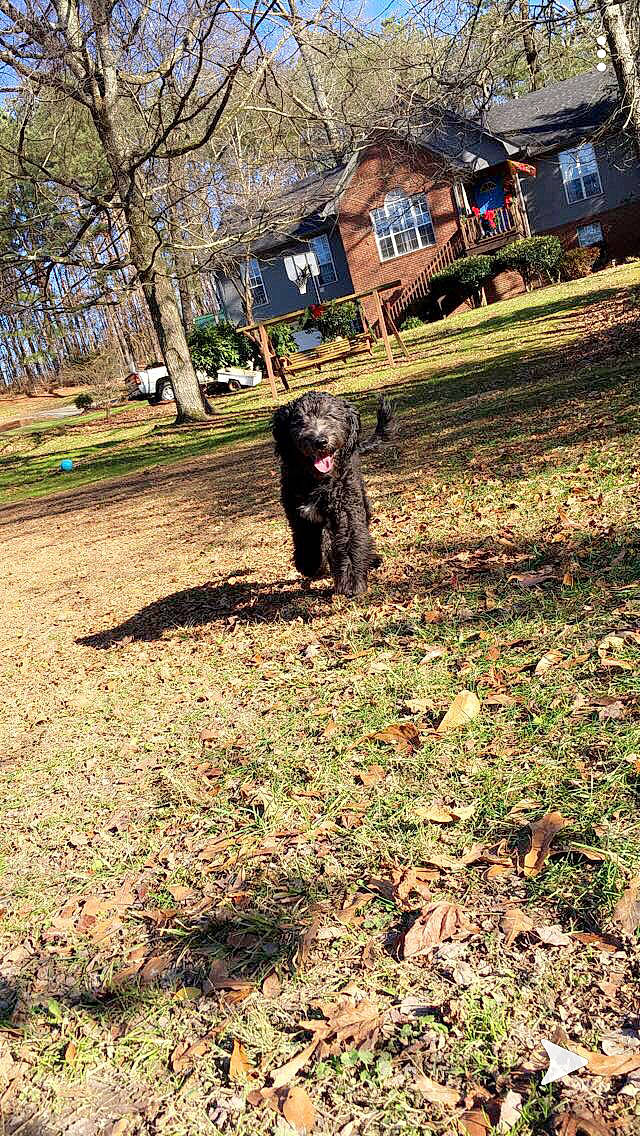 Bella joined the competition — help win amazing prizes! grass, lawn, plant, soil, sporting_group, tree