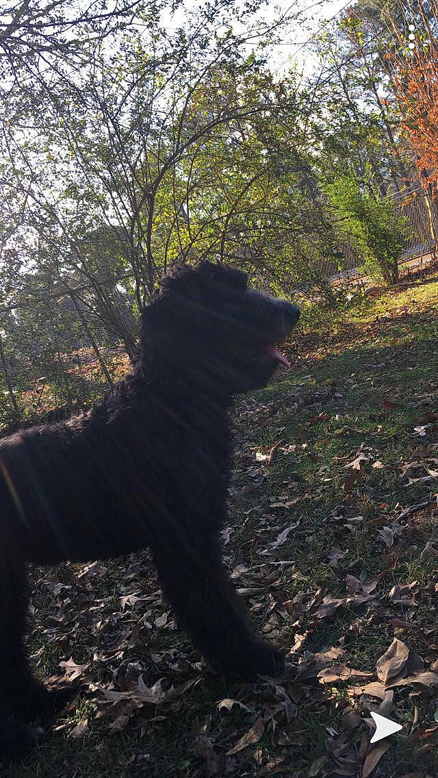 Bella is registered to the contest to win money with this photo: branch, canidae, carnivore, dog, dog_breed, flat_coated_retriever, forest, fur, leaf, plant, sky, sporting_group, sunlight, tail, tree, woodland