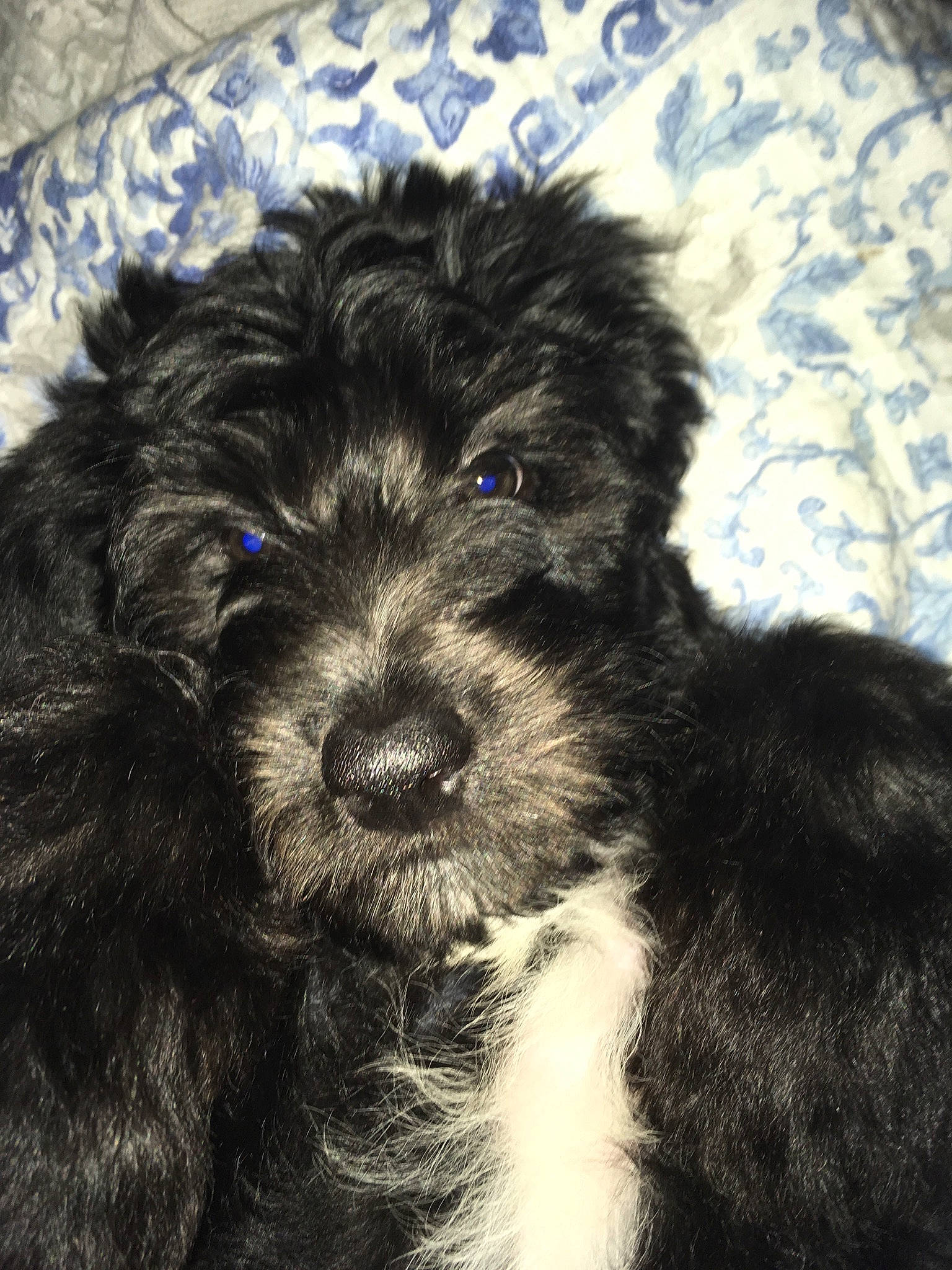 Bella is registered to the contest to win money with this photo: affenpinscher, bolonka, canidae, carnivore, cavapoo, cockapoo, dog, dog_breed, havanese, maltepoo, mammal, morkie, poodle_crossbreed, puppy, rare_breed_dog, schnoodle, shih_poo, sporting_group, terrier, vertebrate