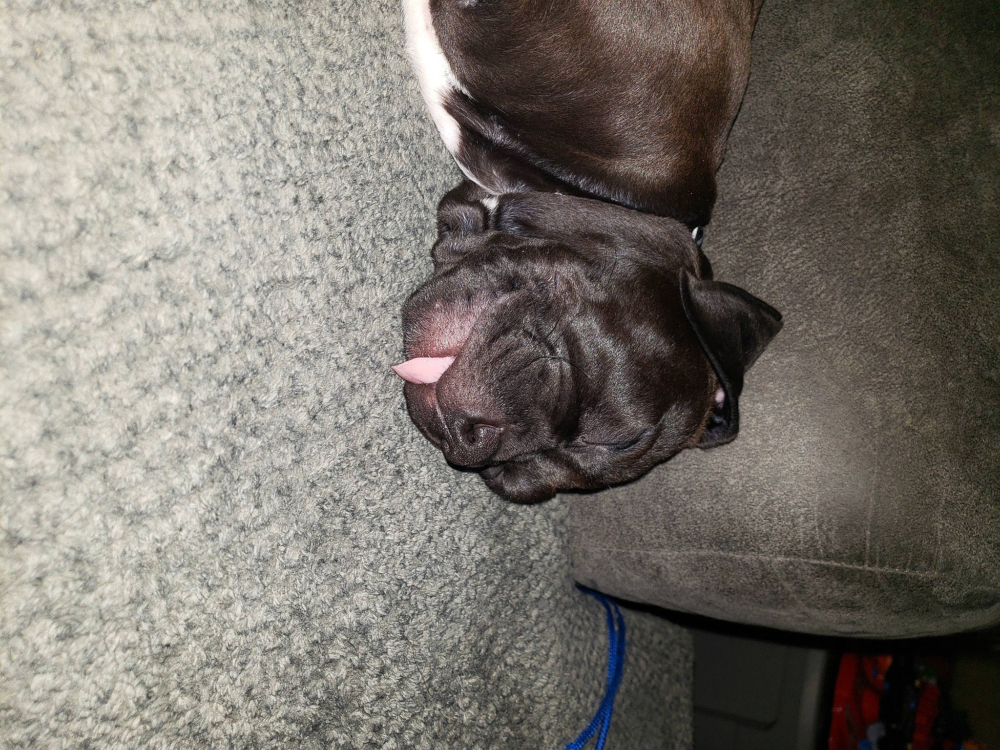 Lennox joined the competition — help win amazing prizes! canidae, carnivore, comfort, companion_dog, dog, dog_breed, dog_collar, fawn, gesture, great_dane, grey, human_leg, liver, snout, sporting_group, tail, textile, whiskers, working_animal, wrinkle