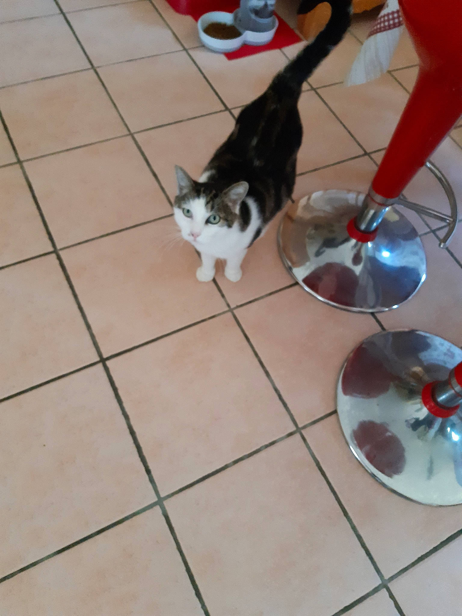 Eliot participe au concours pour gagner de l'argent avec cette photo : canidae, carnivore, cat, domestic_short_haired_cat, european_shorthair, felidae, floor, flooring, kitten, paw, play, small_to_medium_sized_cats, tail, tile, whiskers