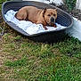 dog, brown_dog, pet, outdoor, grass, plastic_bed, blanket, ivy, wall, relaxed, animal, collar, resting, nature, daylight, garden, leash, canine, fence, greenery