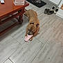dog, toy, floor, tile, table, shoes, container, indoor, brown_dog, chewing, pet, household, object, wooden_table, plastic_container, domestic, flooring, playful, resting, animal
