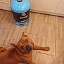 Beuzz a rejoint le concours — aidez-le/la à gagner de superbes lots ! dog, brown_dog, pet, floor, tile_floor, kitchen, gas_cylinder, butane, home, indoor, cabinet, curious, looking_up, lying_down, animal, domestic_animal, floor_tile, appliance, canister, head_tilt