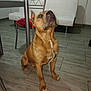 dog, brown_dog, indoor, floor, tile_floor, chair, cushion, white_couch, pet, animal, looking_up, ears_up, sitting, domestic, house, home, canine, fur, mammal, companion