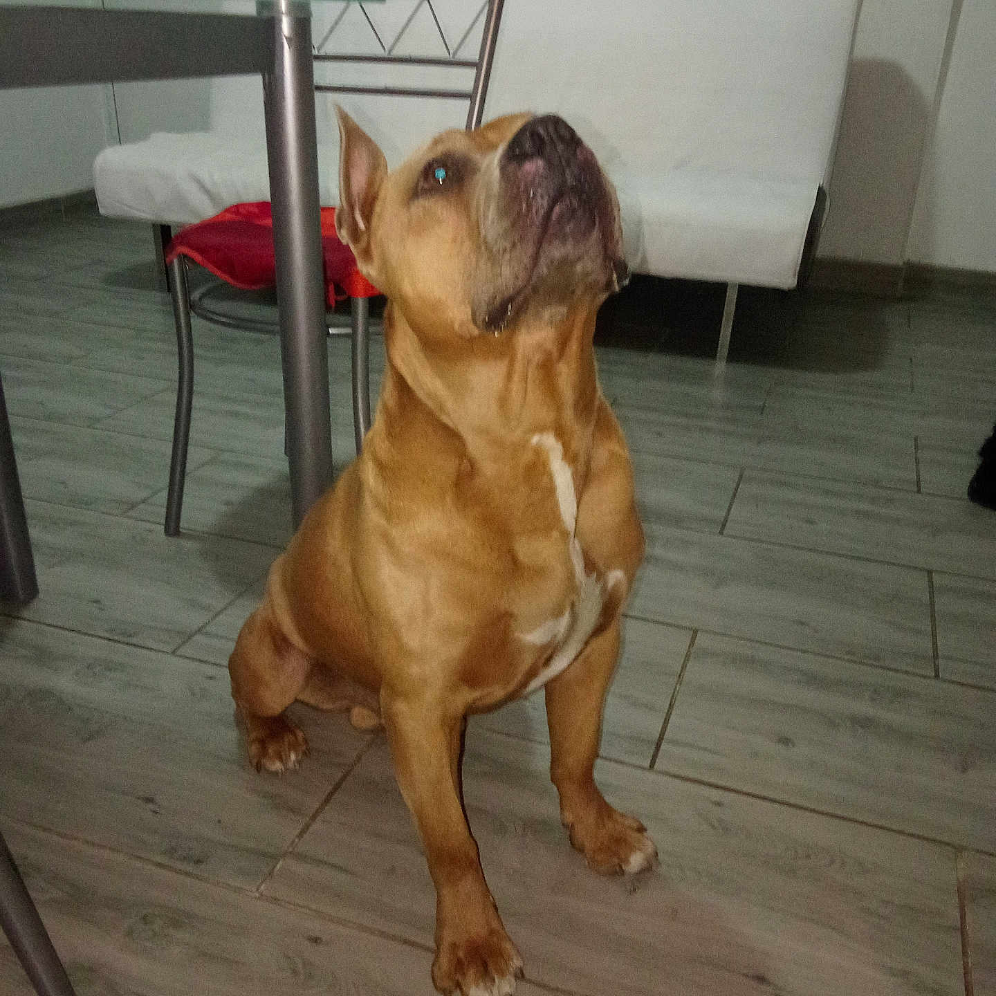 Beuzz participe au concours pour gagner de l'argent avec cette photo : animal, brown_dog, canine, chair, companion, cushion, dog, domestic, ears_up, floor, fur, home, house, indoor, looking_up, mammal, pet, sitting, tile_floor, white_couch