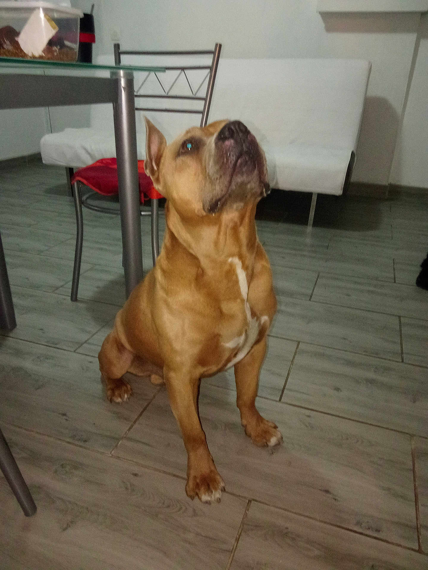 Beuzz participe au concours pour gagner de l'argent avec cette photo : dog, brown_dog, indoor, floor, tile_floor, chair, cushion, white_couch, pet, animal, looking_up, ears_up, sitting, domestic, house, home, canine, fur, mammal, companion