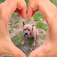 Beuzz participe au concours pour gagner de l'argent avec cette photo : animal, brown_dog, chain, cute, daylight, dog, expression, fence, gesture, grass, ground, hands, heart_shape, human_hands, love, nature, outdoor, pet, sitting, yard