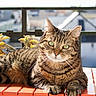 animal, balcony, cat, close_up, cute, daylight, domestic_cat, feline, green_eyes, orange_table, outdoor, pet, plant, relaxed, resting, striped_fur, sunlight, tabby_cat, table, wooden_table