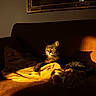 animal, blanket, brown, cat, comfortable, couch, cozy, feline, fur, home, indoor, pet, relaxing, resting, shadow, soft, sunlight, tabby, warm_light, yellow