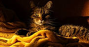 Vandzanou participe au concours pour gagner de l'argent avec cette photo : animal, blanket, cat, comfort, cozy, domestic, feline, fur, indoor, pet, portrait, relaxing, resting, shadow, soft, sunlight, tabby, warm, whiskers, yellow