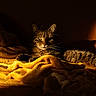 animal, blanket, cat, comfort, cozy, domestic, feline, fur, indoor, pet, portrait, relaxing, resting, shadow, soft, sunlight, tabby, warm, whiskers, yellow