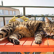 Vandzanou a rejoint le concours — aidez-le/la à gagner de superbes lots ! animal, balcony, cat, daylight, feline, green_eyes, house, nature, orange_table, outdoor, paw, pet, plant, relaxed, resting, striped, sunlight, tabby, urban, wooden_table