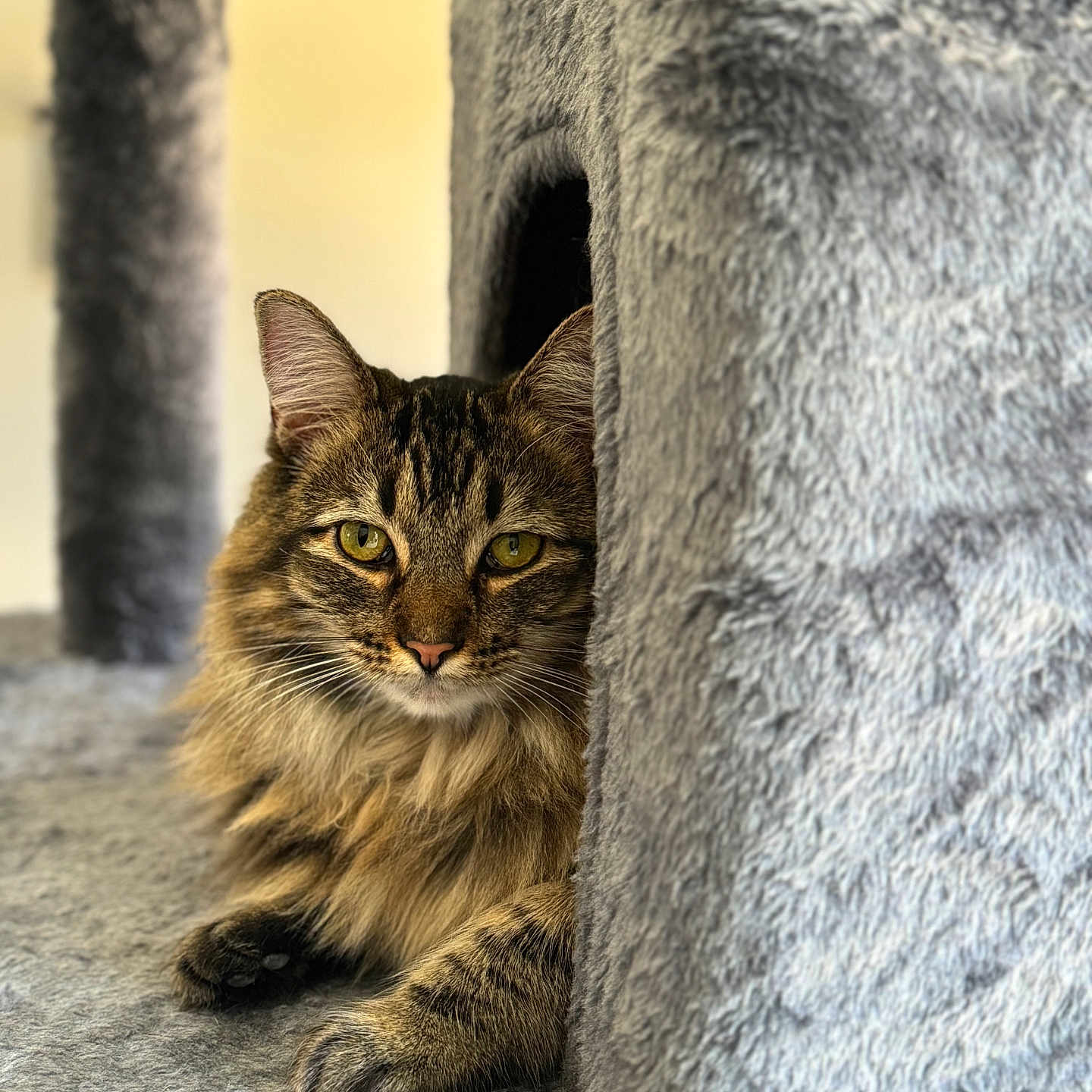 Missy is registered to the contest to win money with this photo: abyssinian, alloywheel, animal, blanket, car, carwheel, cat, couch, den, doghouse, furniture, indoors, kennel, kitten, machine, manx, pet, spoke, tire, transportation