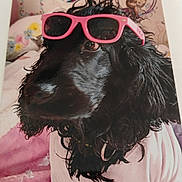 Milou a rejoint le concours — aidez-le/la à gagner de superbes lots ! animal, black_dog, closeup, companion, cozy, curly_fur, cute, decor, dog, floral_background, funny, indoors, mammal, pet, pink_shirt, pink_sunglasses, portrait, shirt, stylish, sunglasses