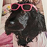 animal, black_dog, closeup, companion, cozy, curly_fur, cute, decor, dog, floral_background, funny, indoors, mammal, pet, pink_shirt, pink_sunglasses, portrait, shirt, stylish, sunglasses