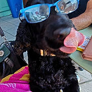 Milou a rejoint le concours — aidez-le/la à gagner de superbes lots ! black_dog, cabinet, chair, collar, dog, floor_tiles, glasses, home, indoor, leash, man, pet, pink_towel, playful, reflection, smiling, table, tongue, towel, window