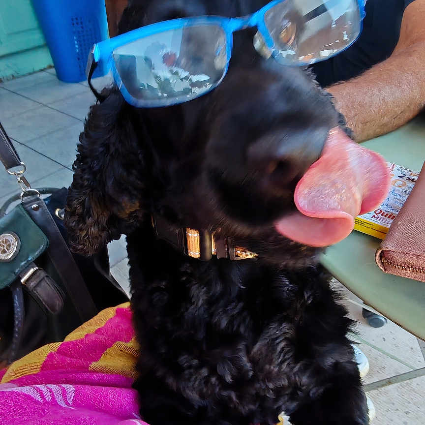 Milou a rejoint le concours — aidez-le/la à gagner de superbes lots ! black_dog, cabinet, chair, collar, dog, floor_tiles, glasses, home, indoor, leash, man, pet, pink_towel, playful, reflection, smiling, table, tongue, towel, window