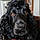 Milou