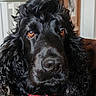 Milou a rejoint le concours — aidez-le/la à gagner de superbes lots ! animal, black_dog, brown_eyes, close_up, companion, curly_fur, cute, dog, domestic_animal, face, fur, house, indoor, looking_at_camera, mammal, nose, pet, portrait, snout, whiskers