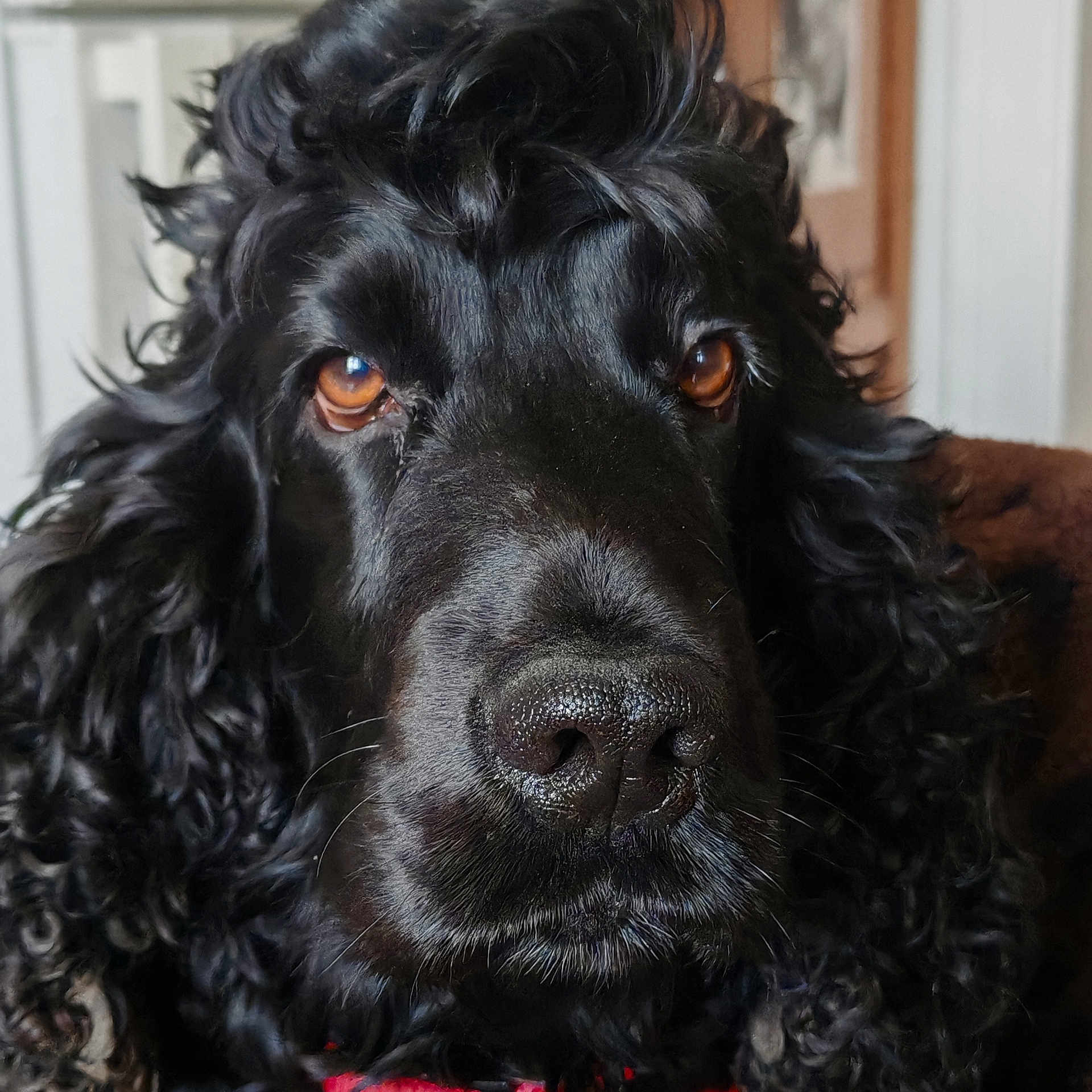 Milou