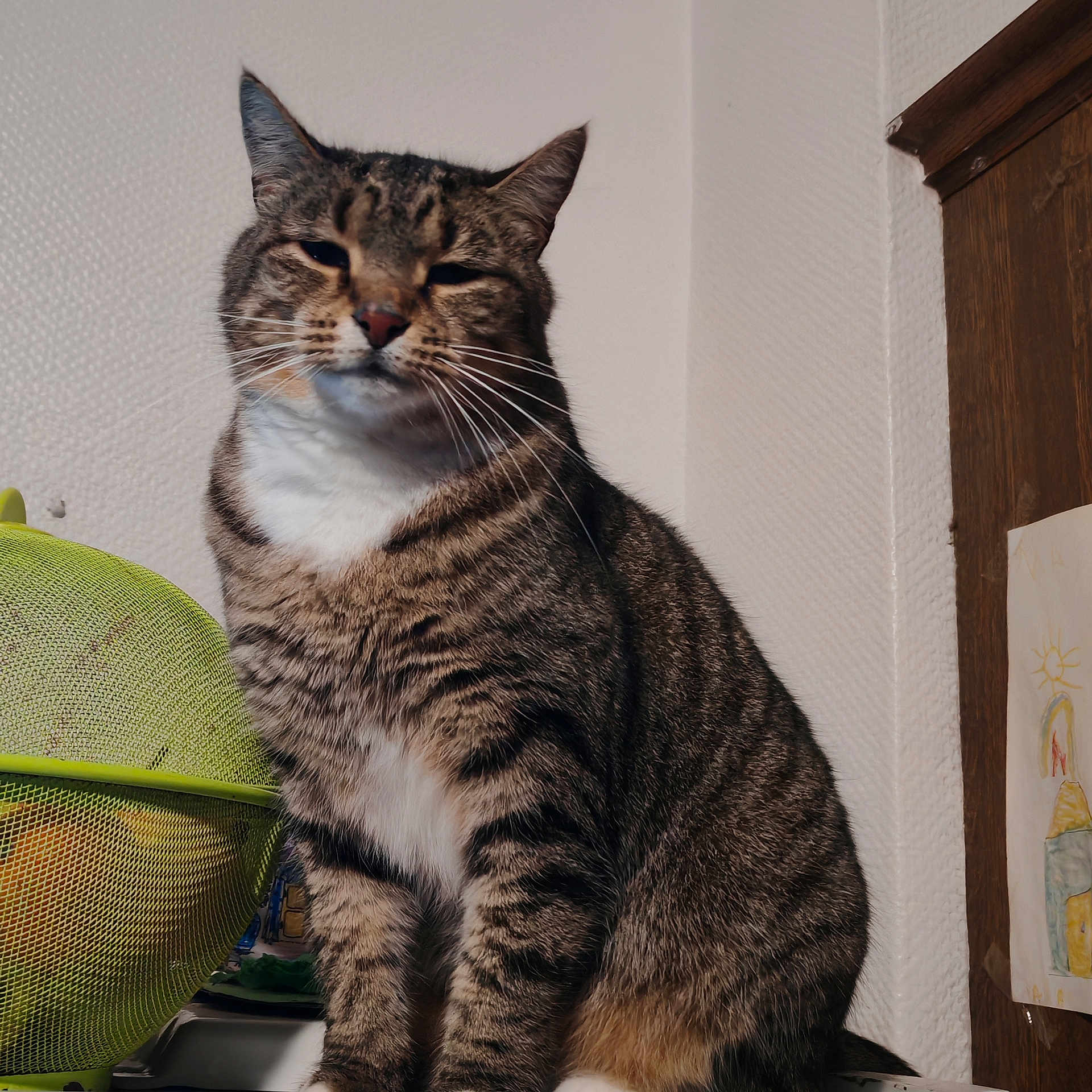 Minnie a rejoint le concours — aidez-le/la à gagner de superbes lots ! cat, closeup, domestic, drawing, expression, feline, fur, green, indoor, kitchen, mesh, pet, portrait, sitting, strainer, tabby, texture, wall, whiskers, wood