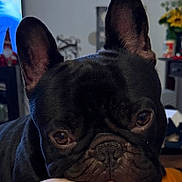 Rufus joined the competition — help win amazing prizes! animal, black_dog, blurred_background, brown_eyes, close_up, companion, cute, dog, domestic, ears, face, french_bulldog, furniture, indoors, living_room, pet, portrait, resting, snout, whiskers