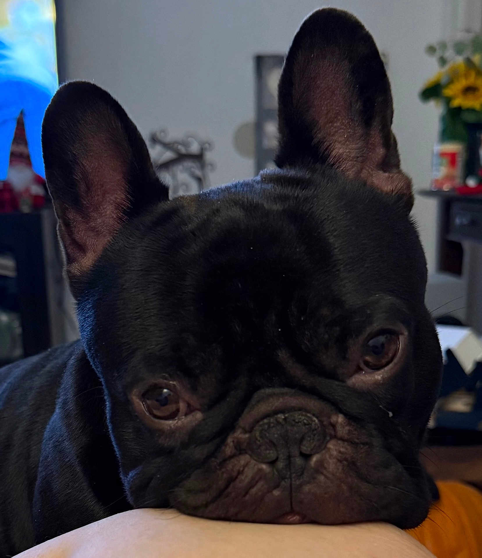 Rufus