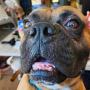 Buster joined the competition — help win amazing prizes! animal, blue_collar, blurry_background, brown_fur, canine, close_up, collar, dog, domestic_animal, expression, face, fur, furniture, house, indoor, mouth_open, pet, portrait, teeth, whiskers