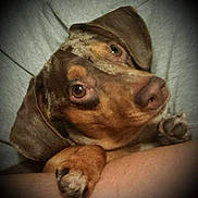 Rusty joined the competition — help win amazing prizes! animal, ball, beagle, canine, dog, face, furniture, head, homedecor, hound, person, pet, photography, portrait, puppy, sleeping, snout, sport, tennis, tennisball