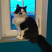 Tom a rejoint le concours — aidez-le/la à gagner de superbes lots ! cat, black_and_white, fluffy, window, windowsill, indoor, pet, animal, feline, long_tail, blue_sky, window_frame, teal_wall, domestic_cat, portrait, sitting, mustache_marking, fur, whiskers, ears