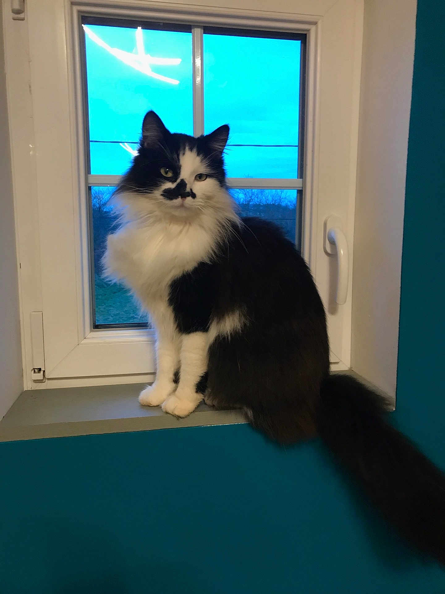 Tom