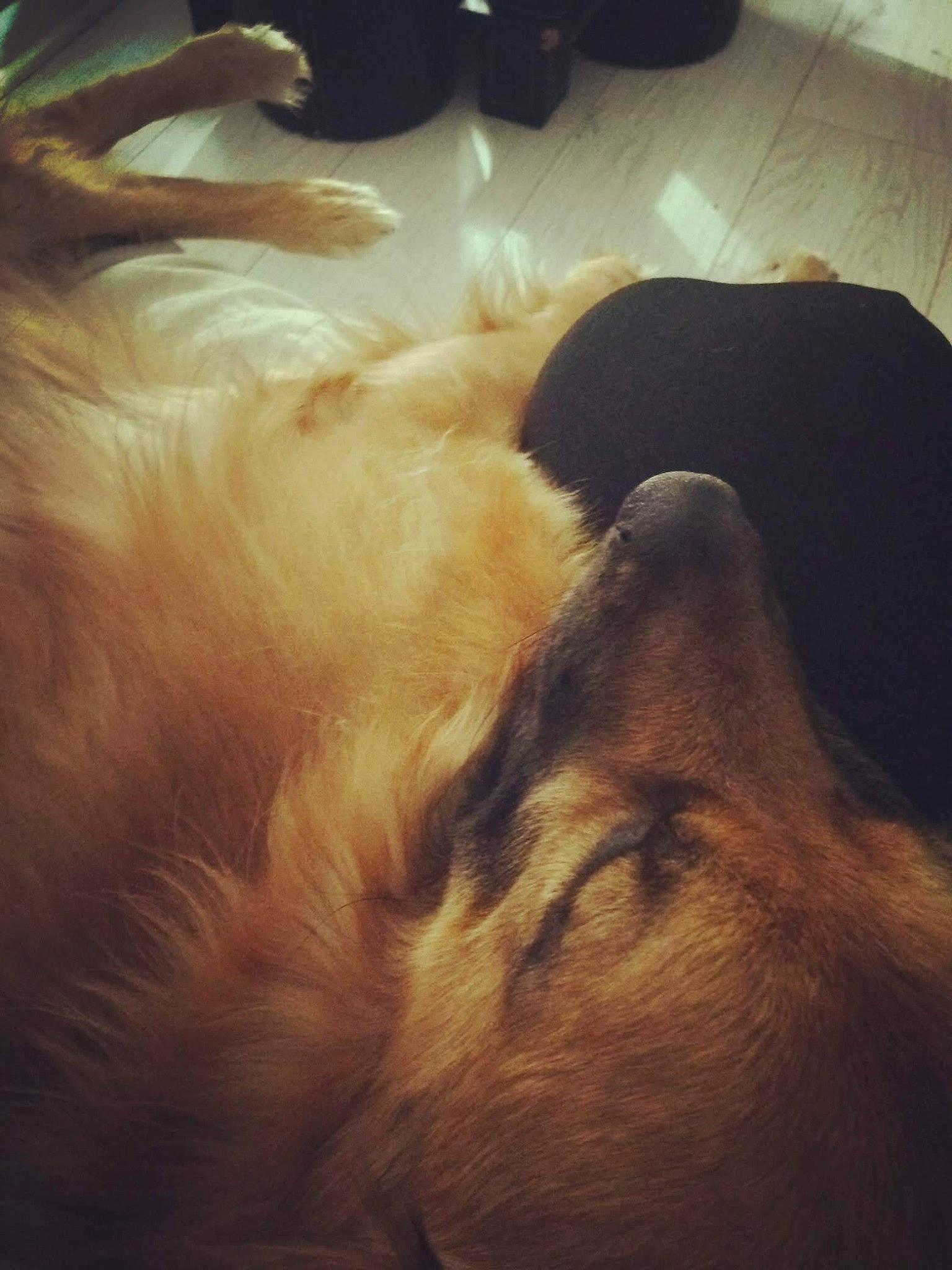 Sam participe au concours pour gagner de l'argent avec cette photo : carnivore, cloud, comfort, companion_dog, dog, dog_breed, fawn, felidae, flooring, fur, human_leg, mammal, paw, sky, snout, sporting_group, tail, tints_and_shades, whiskers, working_animal