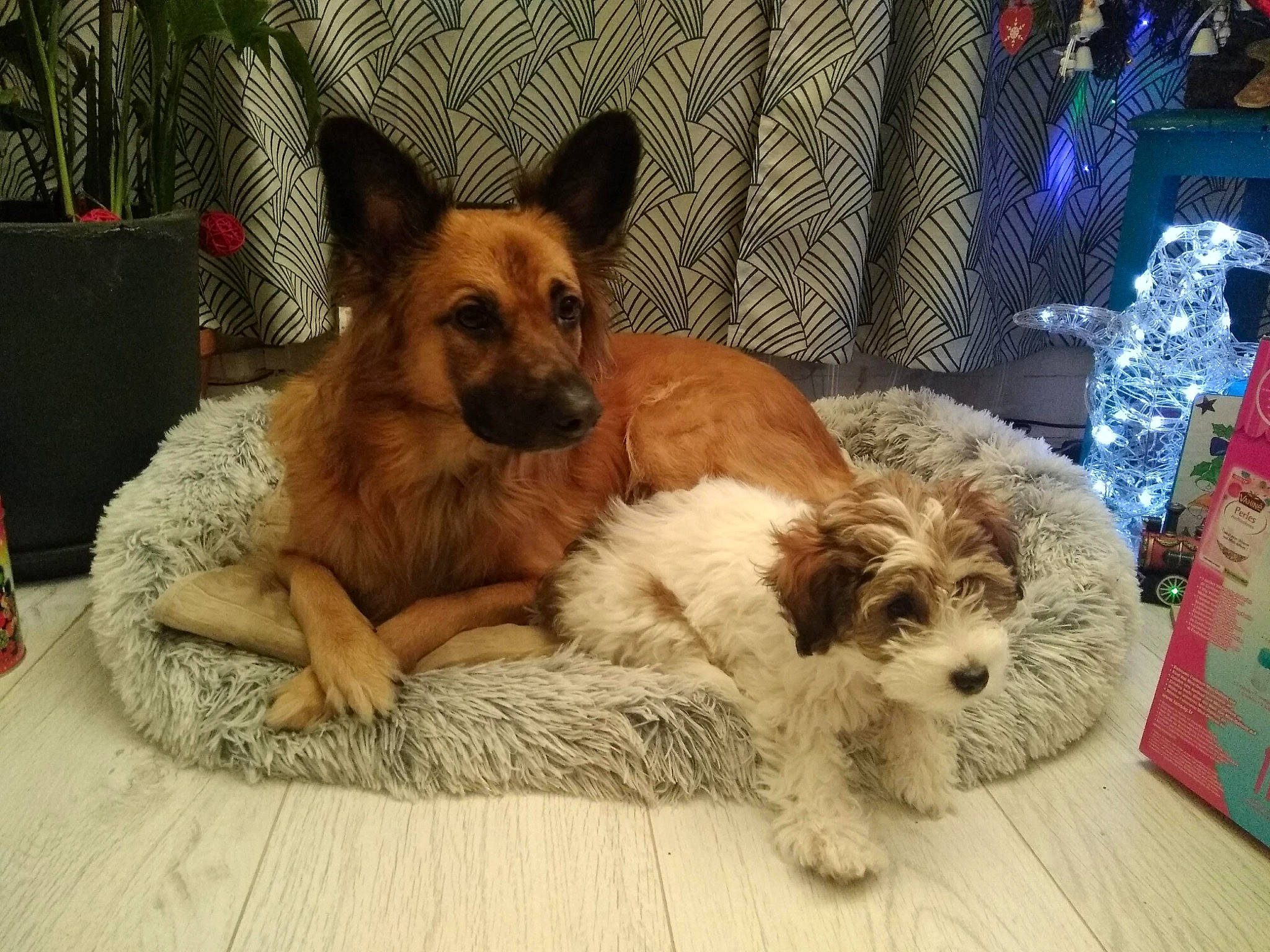 Sam participe au concours pour gagner de l'argent avec cette photo : canidae, carnivore, clock, comfort, companion_dog, dog, dog_bed, dog_breed, dog_supply, fawn, fur, liver, paw, snout, sporting_group, tail, terrestrial_animal, terrier, toy_dog, whiskers