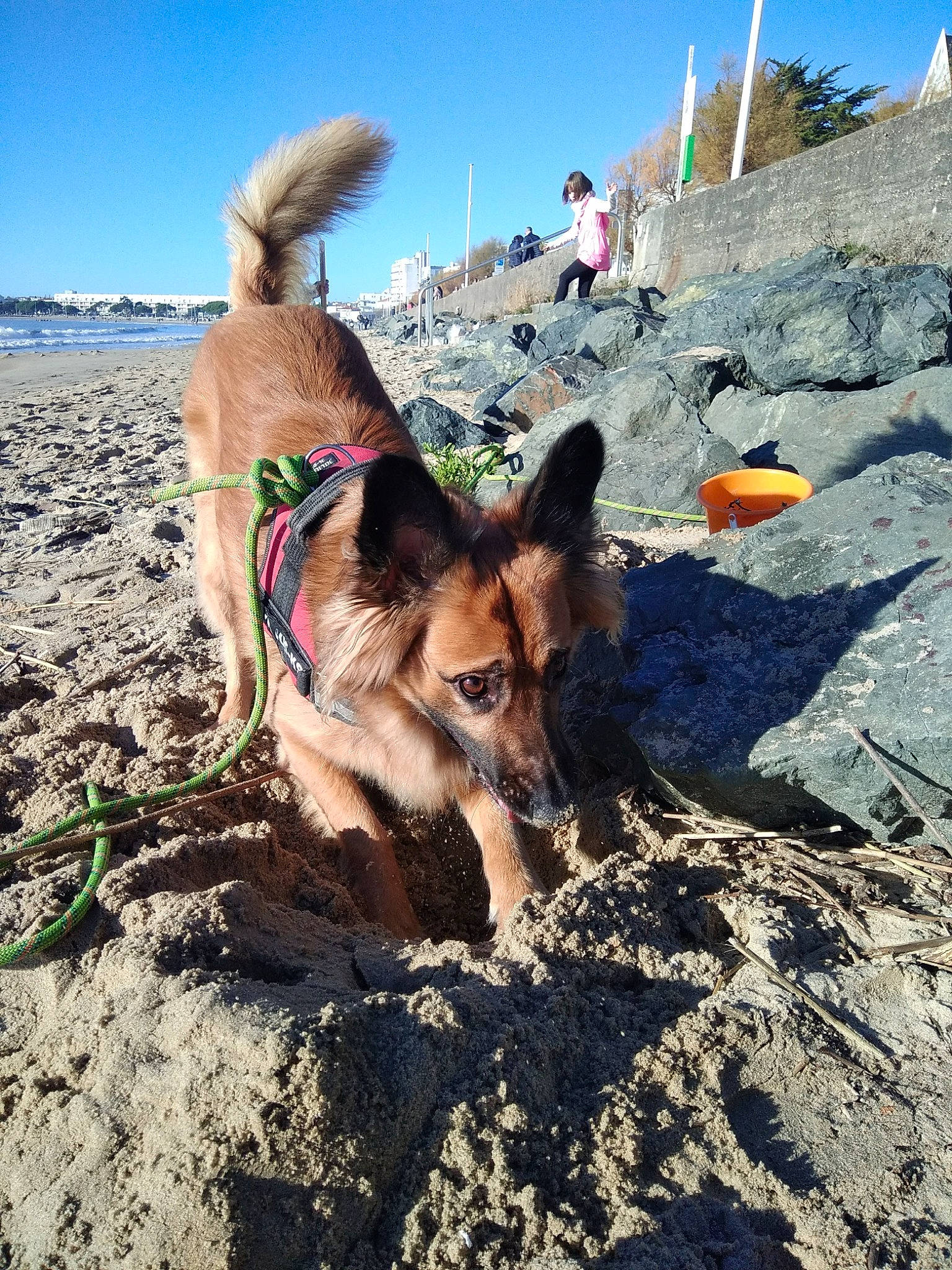 Sam participe au concours pour gagner de l'argent avec cette photo : adventure, carnivore, companion_dog, dog, dog_breed, dog_supply, fawn, fun, landscape, leash, pack_animal, pet_supply, plant, rock, sky, sporting_group, travel, tree, wilderness, working_animal