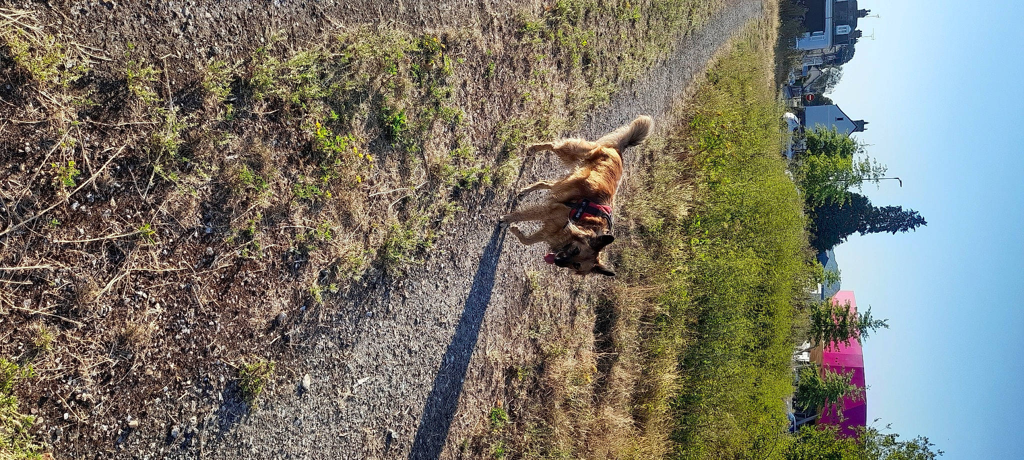 Sam participe au concours pour gagner de l'argent avec cette photo : carnivore, companion_dog, dog, dog_breed, fawn, forest, grass, landscape, leash, leisure, plant, shadow, shrub, soil, sporting_group, terrestrial_animal, tree, wildlife, wood, working_animal