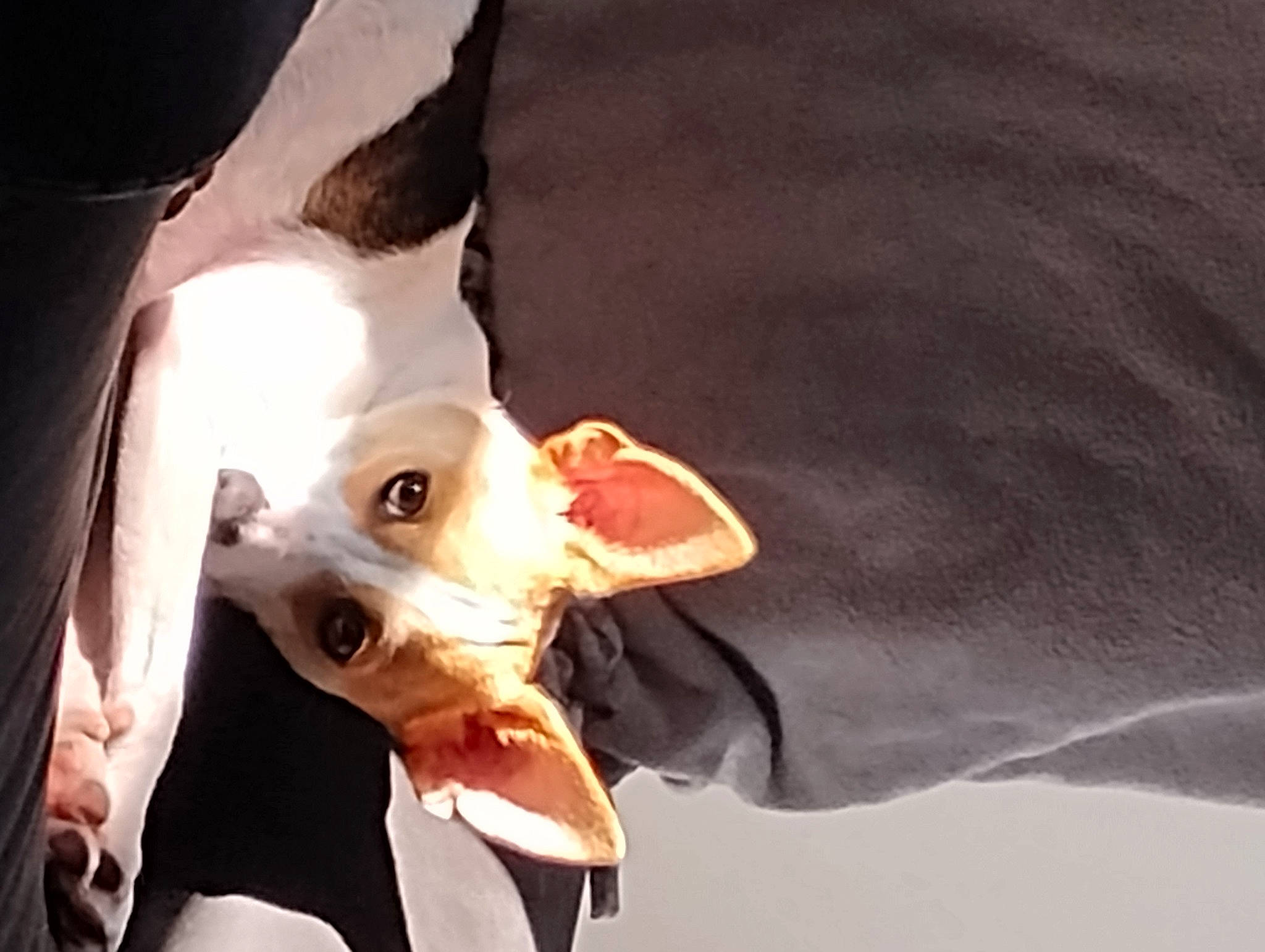 Snickers is registered to the contest to win money with this photo: canidae, carnivore, companion_dog, dog, dog_breed, dog_clothes, dog_supply, ear, fawn, fictional_character, head, jaw, pet_supply, snout, sporting_group, tail, toy, toy_dog, whiskers, working_animal