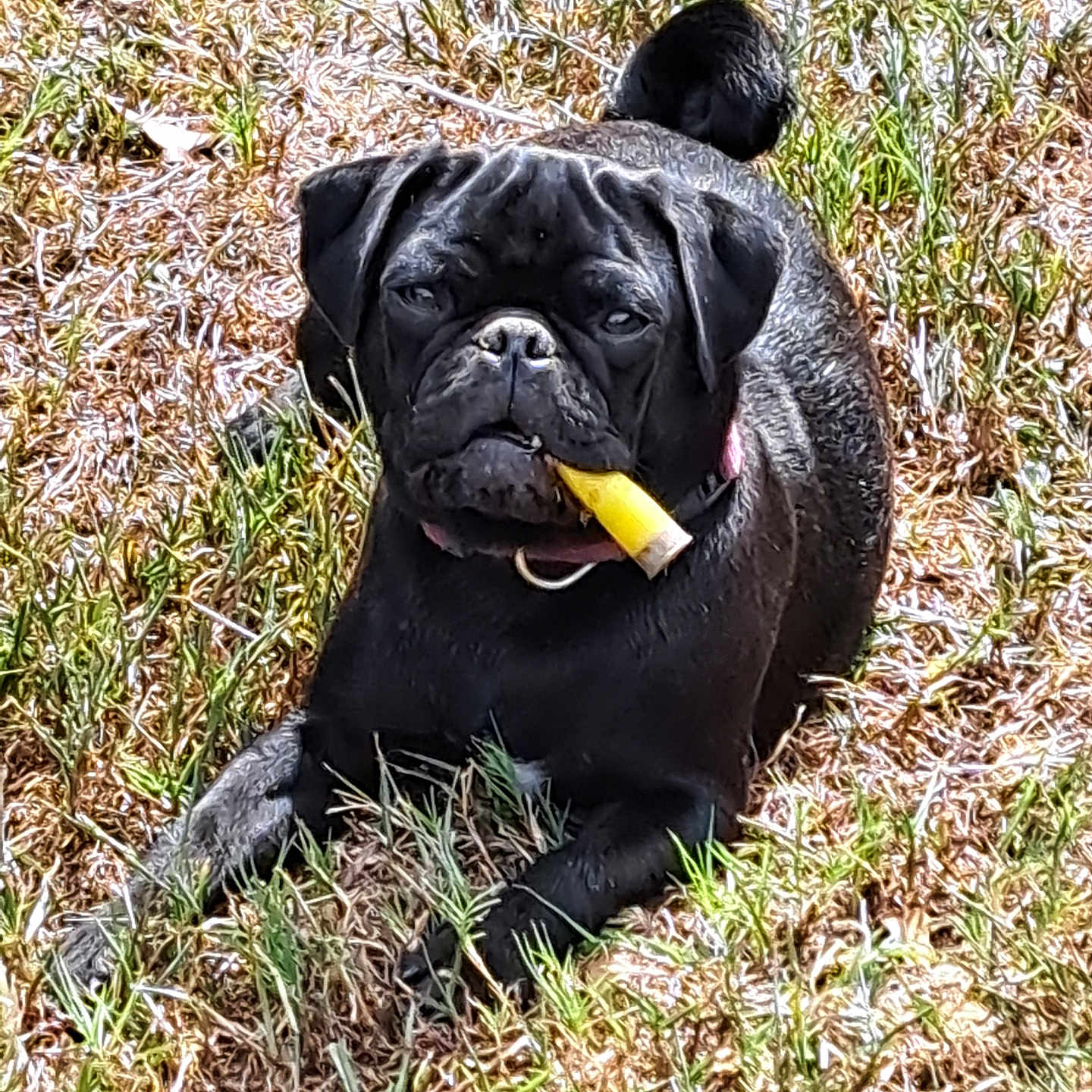 Lucy Ann is registered to the contest to win money with this photo: animal, bird, bodypart, boxer, bulldog, canine, dog, frenchbulldog, grass, labradorretriever, mouth, person, pet, pitbull, plant, pug, puppy