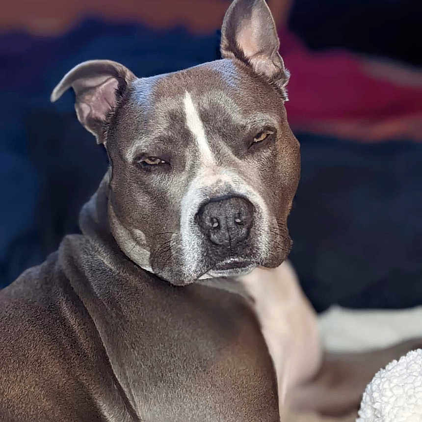 Kahuna is registered to the contest to win money with this photo: animal, blanket, canine, closeup, dog, ears, expression, face, fur, furniture, gray, indoor, lying_down, pet, portrait, relaxed, resting, snout, soft, white