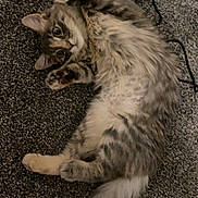Ivy is registered to the contest to win money with this photo: cat, tabby, fluffy, carpet, indoor, pet, feline, lying_down, paws, tail, playful, resting, cute, fur, domestic_animal, whiskers, ears, eyes, black_cable, relaxed