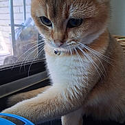Fox is registered to the contest to win money with this photo: cat, paw, whiskers, toy, blue, window, curious, feline, indoor, pet, closeup, orange, tabby, collar, bell, fur, animal, playful, focus, sideview