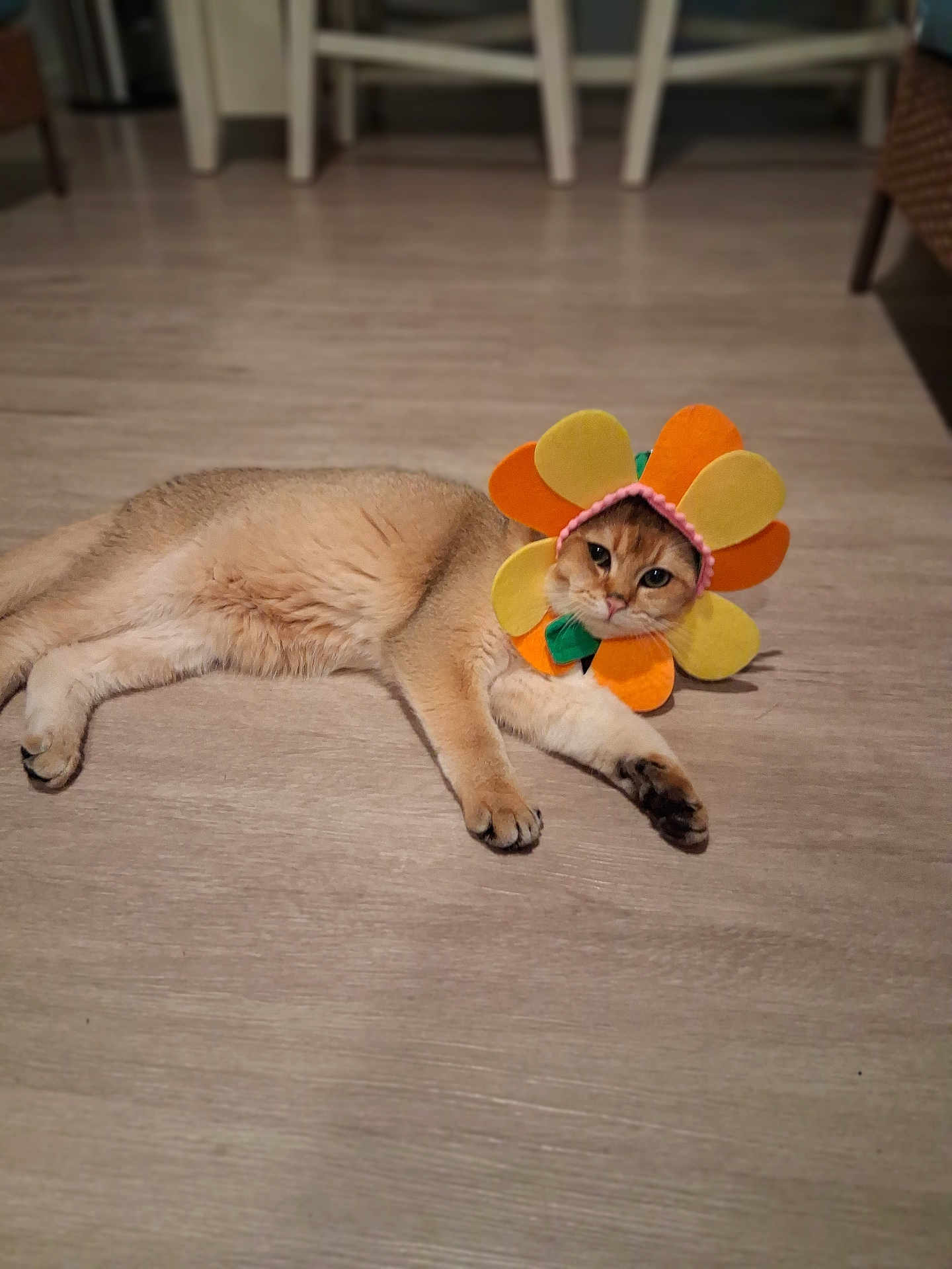 Fox joined the competition — help win amazing prizes! cat, animal, pet, costume, flower, orange, yellow, indoor, floor, fur, cute, lying_down, face, expression, domestic, mammal, playful, funny, relaxed, home