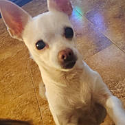 Princess is registered to the contest to win money with this photo: dog, white_dog, small_dog, chihuahua, ears, floor, tile_floor, christmas_tree, christmas_lights, presents, gift_wrap, holiday, indoor, pet, curious, front_paws, looking_up, festive, home, decor