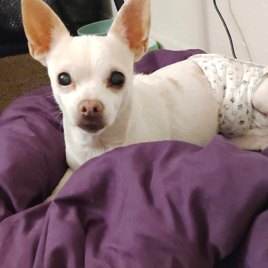 Princess is registered to the contest to win money with this photo: animal, blanket, carpet, chihuahua, cozy, curious, cute, diaper, dog, ears, face, floor, furniture, indoor, lying_down, pet, purple_blanket, resting, small_dog, white_dog