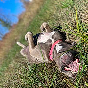 Layla is registered to the contest to win money with this photo: dog, grass, outdoor, sunny, collar, happy, canine, pet, nature, playful, animal, mouth_open, tongue, daylight, field, rolling, smiling, fur, blue_sky, trees